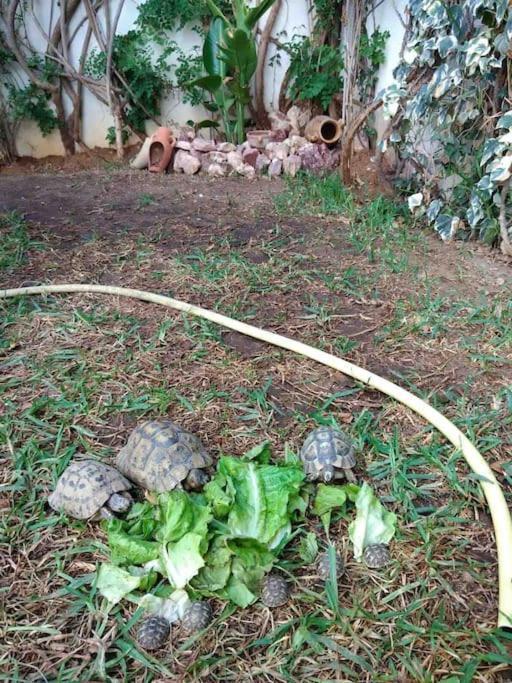 Etage De Villa Avec Jardin, Pres De L'Aireport Et Parking Prive Ariana Dış mekan fotoğraf